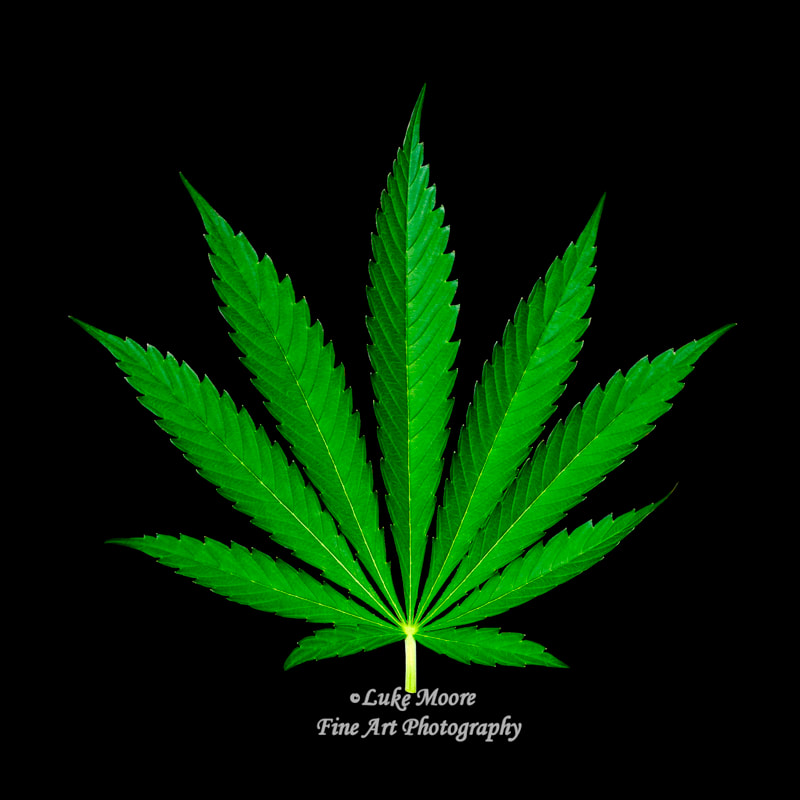Cannabis leaf photography and art prints by Luke Moore