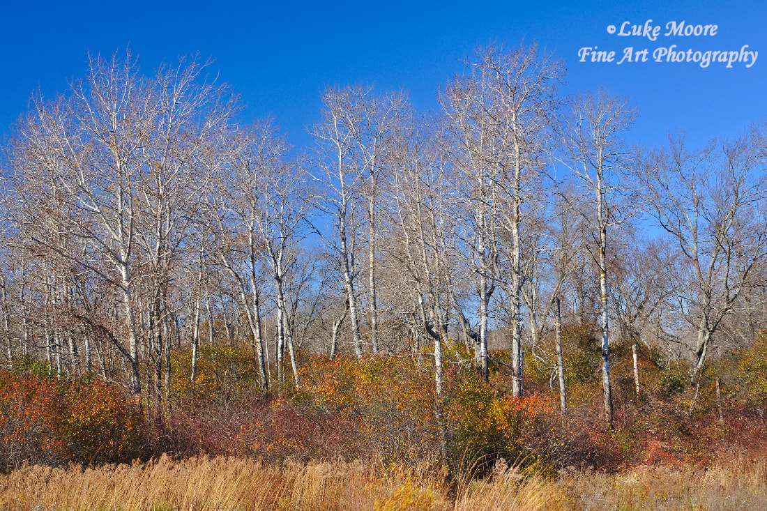 Deep blue sky autumn trees with harvest colors in Massachusetts, New England. Subtle fall colors show their beauty at Farnham-Connolly Memorial State Park in Canton, Massachusetts, MA Norfolk County.
