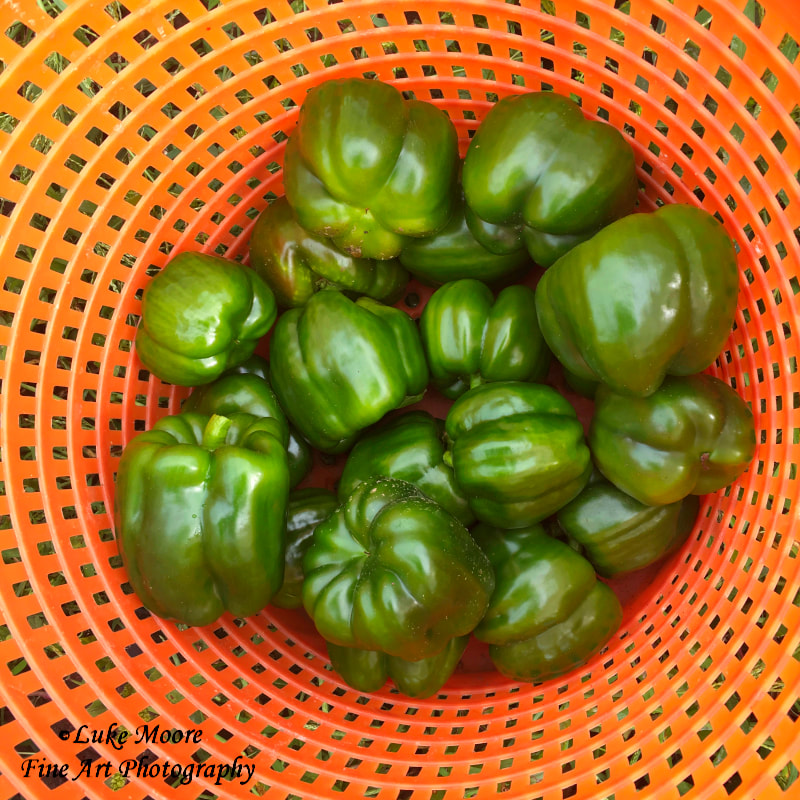 Fresh, green bell peppers in a colorful, orange bushel at a local farm. It doesn't get any fresher than this! Farm-To-Table and Farm-To-Fork.   Foodie fine art prints and kitchen decor by Luke Moore.