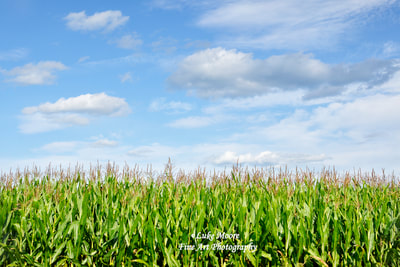 Agricultural Landscape - The top of a cornfield nestled under the summertime blue sky in Stowe, Vermont - New England. Scenic New England photography and prints by Luke Moore.  cornfield, cornfields, corn, corn field, agriculture, scenic, farming, farm, rustic, maize, plants, rural, agricultural, farmhouse, farm house, farmhouse decor