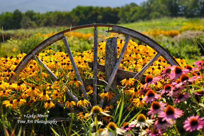A rustic wagon wheel surrounded by purple Coneflowers and yellow Black-eyed Susans. This New England floral landscape is tucked away in scenic Stowe Vermont and surrounded by mountains visible in the distance.  Photograph by Luke Moore. Key Words: wagon wheel, scenic, flowers, floral, vermont, stowe vermont, flower, rustic, country, stowe, coneflower, coneflowers, black eyed susans, black-eyed susan, black eyed susan, black-eyed susans, Rudbeckia, plants, plant, wagon wheels, country life, rustic decor, country decor, greeting cards